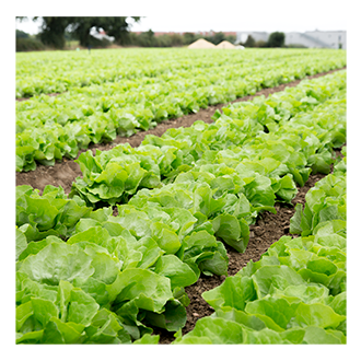 Champs de salades à côté de nos ateliers Sodebo